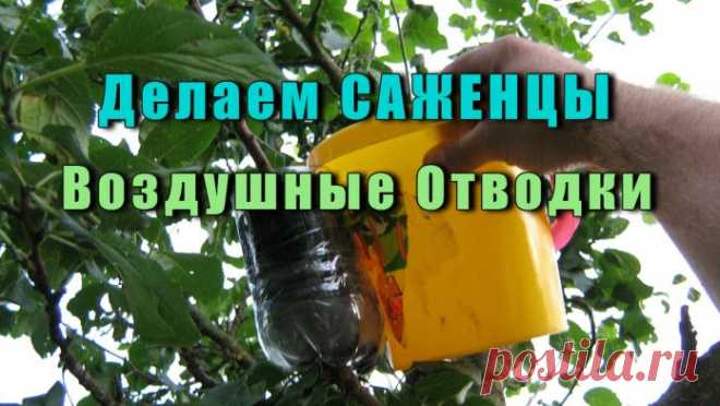 Делаем Саженцы - Воздушные отводки своими руками
Почти в каждом саду есть любимая яблоня, груша или вишня название сорта которых вы давно забыли, а плоды такие вкусные, что хочется для себя сохранить это дерево или кустарник на долгие года. Как же это сделать саженцы?