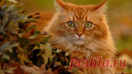 Мой любимчик-Рыжик.