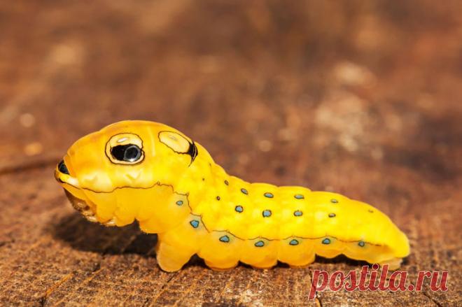 Самые необычные животные в мире (часть 48) Представляем очередную подборку удивительных существ нашей планеты самых необычных форм и расцветок …