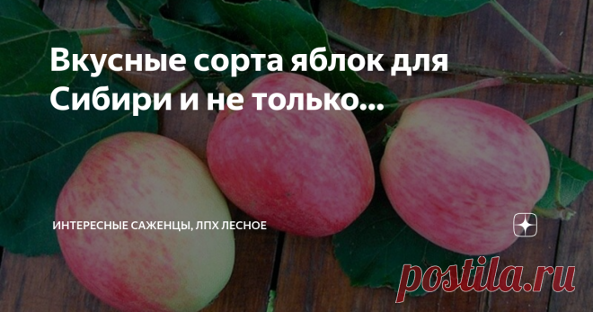 Вкусные сорта яблок для Сибири и не только… Сегодняшняя заметка о сортах вкусных и ароматных яблочек, которые я испытал на своём участке и могу рекомендовать. Список, разумеется, не исчерпывающий