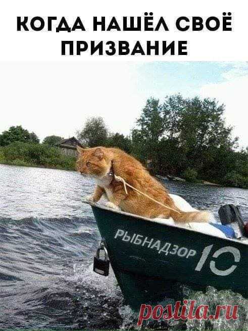Kotagram.ru - Главная