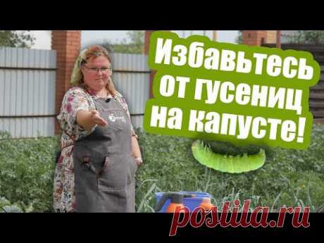 ОБРАБОТАЙТЕ КАПУСТУ ОТ ГУСЕНИЦ! Защита капусты от вредителей