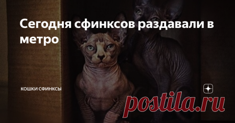 Сегодня сфинксов раздавали в метро На станции Сретенский бульвар женщина раздавала котят