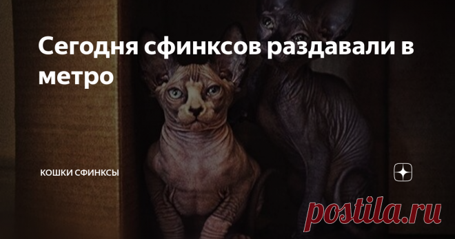 Сегодня сфинксов раздавали в метро На станции Сретенский бульвар женщина раздавала котят