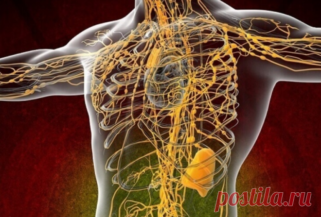 Лучшие рекомендации по очищению лимфатической системы - Журнал Советов Уходит слабость, синусит, головные боли и даже лишний вес! Лимфа — это живая вода организма. Она циркулирует по лимфатическим каналам, омывая все наше тело, осуществляя очищение клеток и выводя из организма все токсины и продукты распада жизнедеятельности вредоносных вирусов и бактерий. Именно лимфоузлы первыми сигнализируют нам о том, что с организмом что-то не так. Если […]