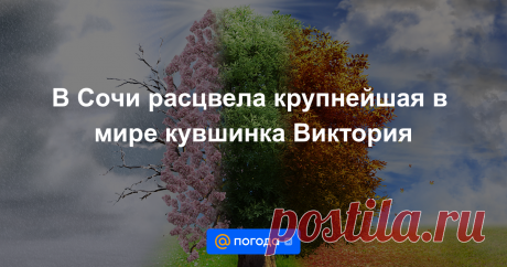 В Сочи расцвела крупнейшая в мире кувшинка Виктория Специалисты пытались вырастить соцветия 3 года.