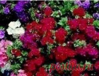 Flower - Phlox - Extra Dwarf Beauty Mixed Phlox - Extra Dwarf Beauty Mixed This is a large-flowering, compact bushy plant, and it grows to a height of 30cm. Sow in February to April, and the seeds will germinate in 2-3 weeks at 20C.