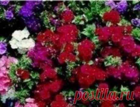 Flower - Phlox - Extra Dwarf Beauty Mixed Phlox - Extra Dwarf Beauty Mixed This is a large-flowering, compact bushy plant, and it grows to a height of 30cm. Sow in February to April, and the seeds will germinate in 2-3 weeks at 20C.