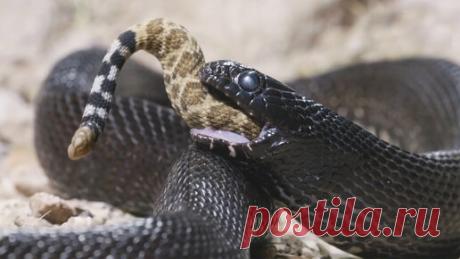 В чем сходство могучей королевской кобры и представителей казалось бы безобидного семейства ужеобразных? Оказывается, это такие же искусные охотники…