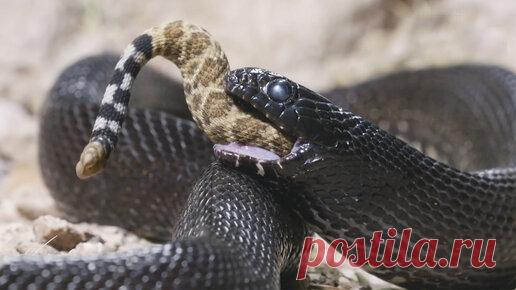 В чем сходство могучей королевской кобры и представителей казалось бы безобидного семейства ужеобразных? Оказывается, это такие же искусные охотники…