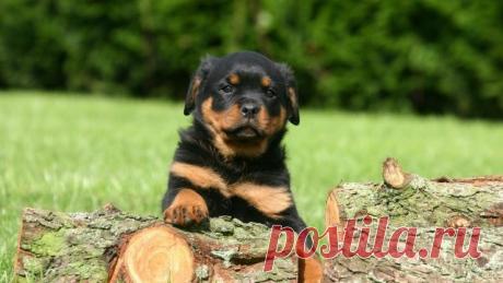 Ротвейлер (36 фото)