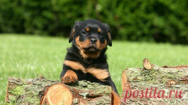 Ротвейлер (36 фото)