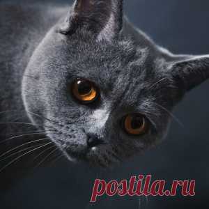 Самые популярные породы кошек: британская