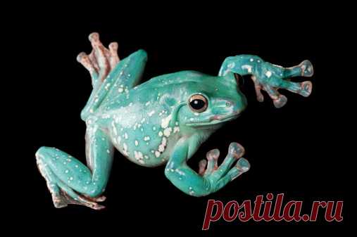 A Morph Of A Dying Poison Frog Dendrobates Tinctorius Stock Photo | Getty Images