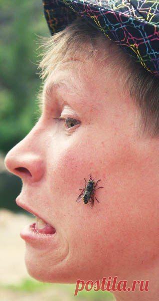 ОТ КОМАРОВ И ОВОДОВ / Популярная медицина