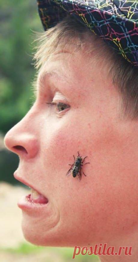 ОТ КОМАРОВ И ОВОДОВ / Популярная медицина