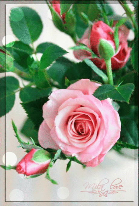 Живые фотографии – Сообщество – Google+