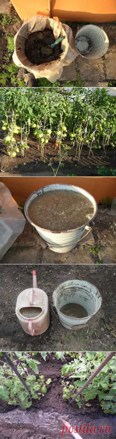 Вкусные помидоры: Подкормка помидоров куриным пометом