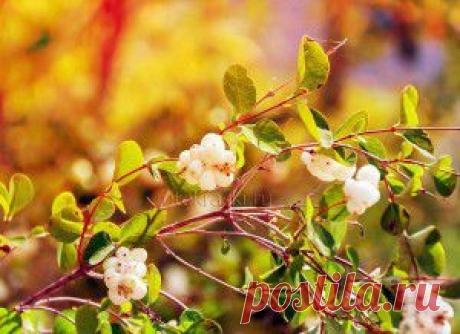 Красочный мир фото