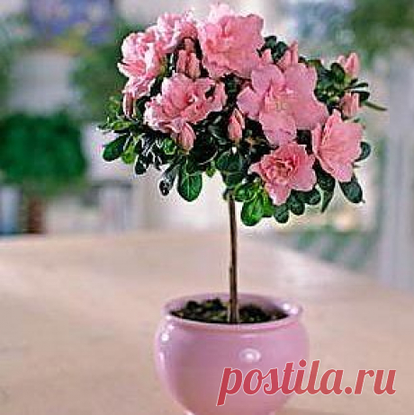 МАЛЕНЬКИЕ СЕКРЕТЫ КОМНАТНОГО ЦВЕТОВОДСТВА