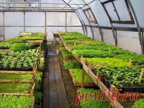 Какие цветы нужно сеять на рассаду в декабре и январе?

Вопреки расхожему мнению, зимой у садоводов тоже хватает забот. В это время пора сажать цветы на рассаду. Давайте узнаем, какие декоративные растения сеют в первую очередь.
В декабре-январе нужно обратить внимание на медленнорастущие культуры, у которых период от посева до начала цветения составляет 130-200 дней. Если вы посеете их на рассаду до конца января, то в июне уже сможете полюбоваться цветением.