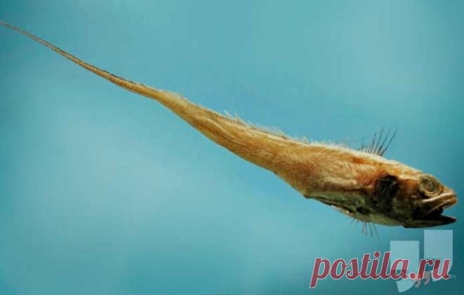 Самые необычные глубоководные животные (ТОП-15) + Фото