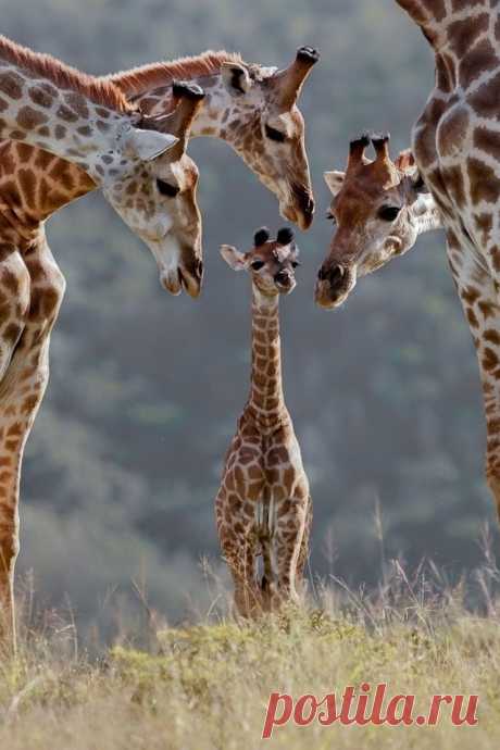 Animals Expression - Expression Venusia