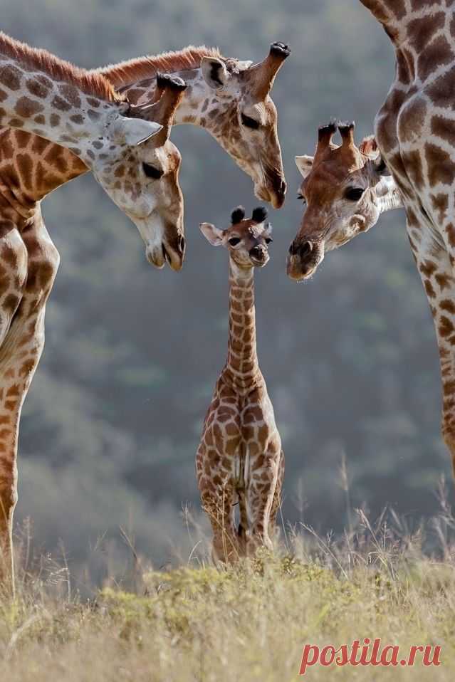 Animals Expression - Expression Venusia