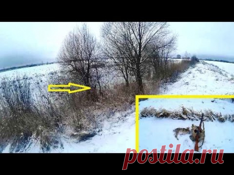 Охота на зайца. Тропление, добор подранка