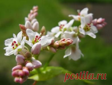 Чай из гречихи - первый помощник для сердца.