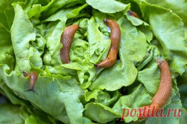 Как бороться со слизнями на участке - Наша дача - медиаплатформа МирТесен Сырая погода, скопление неубранных растительных остатков, высокая трава, тень от построек, настилы – все это становится идеальным укрытием для слизней. Переждав солнечные часы, они выходят на охоту и пожирают все на своем пути.Избавиться от слизней полностью практически нереально. Не будет своих –