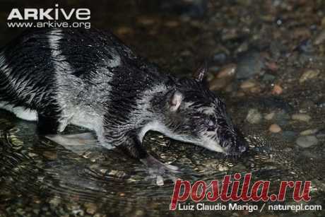 Водяной опоссум (Chironectes minimus), он же япок (Yapok), интересен по двум причинам. Во-первых, это единственный в мире вид сумчатых млекопитающих, освоивший водную стихию. 

Во-вторых, это единственный существующий ныне в природе вид млекопитающих, самцы которого имеют сумку. Думаете, в сумке заботливый папаша прячет малышей, пока мама плавает или отдыхает? Нет, он прячет там свои гениталии. Но не из-за стыдливости, а чтобы не мешали плавать. Таким образом, сумка служит...