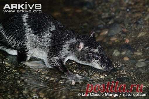 Водяной опоссум (Chironectes minimus), он же япок (Yapok), интересен по двум причинам. Во-первых, это единственный в мире вид сумчатых млекопитающих, освоивший водную стихию. 

Во-вторых, это единственный существующий ныне в природе вид млекопитающих, самцы которого имеют сумку. Думаете, в сумке заботливый папаша прячет малышей, пока мама плавает или отдыхает? Нет, он прячет там свои гениталии. Но не из-за стыдливости, а чтобы не мешали плавать. Таким образом, сумка служит...