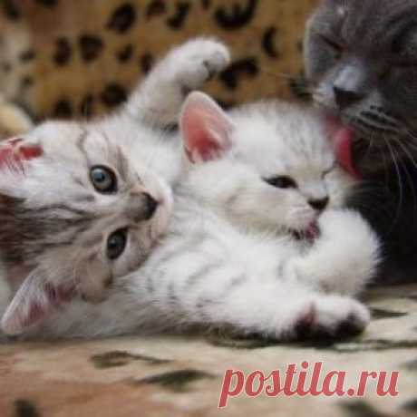 Как долго беременная кошка вынашивает котят?