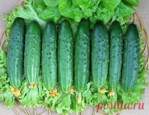 На что обращают внимание при выращивании огурцов

1. Во время появления всходов семядольные листочки могут объесть слизни, поэтому над посеянными семенами лучше сразу поставить банки или половинки пластиковых бутылок.

2. На семядолях появились желтые пятна? Это бактериоз, возбудитель которого был на оболочке семени. Лучше сразу убрать больное растение, чем потом все время бороться с бактериозом.

3. Корневая система у огурцов слабая – малейшая подвижка почвы вызывает обры...