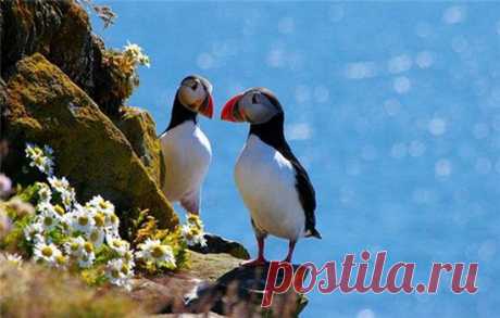 Islandija_klimat.jpg (Изображение JPEG, 550 × 350 пикселов)