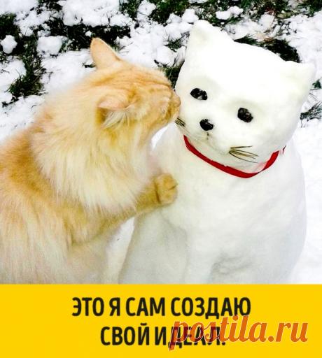 15 животных, которые ждут Нового года, совсем как мы