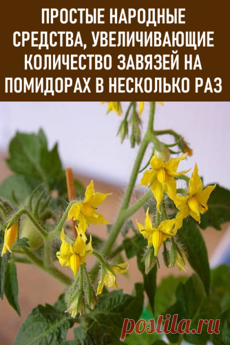 Расскажу простые народные средства, увеличивающие количество завязей на помидорах в несколько раз. Помидоры любят и выращивают на своих участках множество садоводов. Я не стала исключением. Однако получить богатый урожай томатов раньше мне удавалось не всегда. #дача #огород #помидоры #завязьнапомидорах