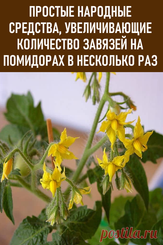 Расскажу простые народные средства, увеличивающие количество завязей на помидорах в несколько раз. Помидоры любят и выращивают на своих участках множество садоводов. Я не стала исключением. Однако получить богатый урожай томатов раньше мне удавалось не всегда. #дача #огород #помидоры #завязьнапомидорах