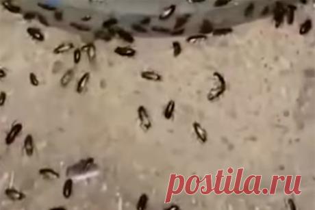 Возле дома отравившихся на Совхозной улице заметили полчища тараканов. Огромные полчища тараканов заметили возле дома на Совхозной улице, две жительницы которого отравились и умерли, а еще несколько их соседей были госпитализированы, предположительно, после отравления арбузом. Жители полагают, что отравления могут быть вызваны вовсе не арбузами.