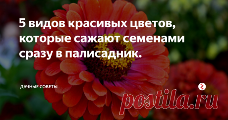 5 видов красивых цветов, которые сажают семенами сразу в палисадник. С наступлением весны многие садоводы приступают к посеву семян,  ведь хочется, чтобы на даче сад был украшен ароматными и красивыми  кустиками. В большинстве случаев посеять в квартирных условиях множество  разнообразных сеянцев цветов не получается, так как места в помещении  не так уж и много, а ведь посеять еще необходимо плодовые культуры.  Именно поэтому определенные цветы высеиваются сразу в