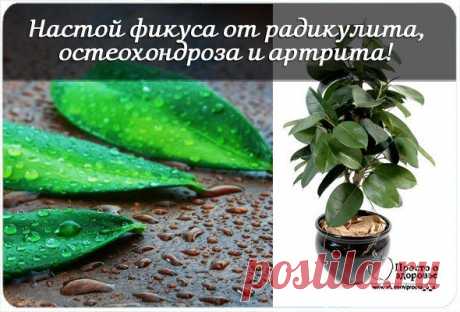 НАСТОЙ ФИКУСА ОТ РАДИКУЛИТА, ОСТЕОХОНДРОЗА И АРТРИТА!....