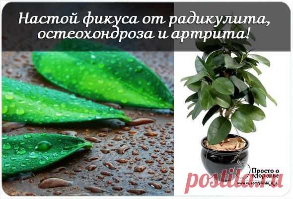 НАСТОЙ ФИКУСА ОТ РАДИКУЛИТА, ОСТЕОХОНДРОЗА И АРТРИТА!....