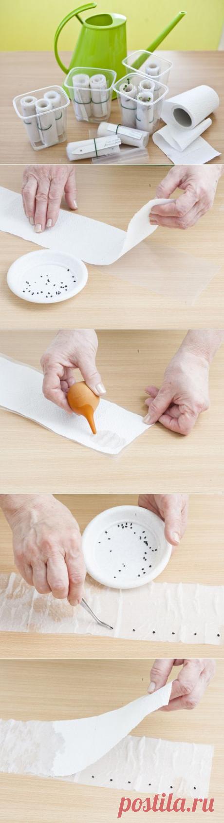 Рассада по-московски: посев в бумажные рулоны | Самоцветик