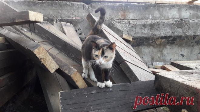 Кошки на заводе. | North Wind | Яндекс Дзен