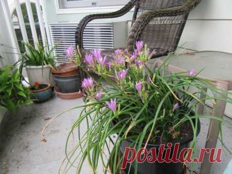 Комнатная бродиэя — роскошные синие акценты в интерьере. Виды. Уход в домашних условиях — Ботаничка.ru