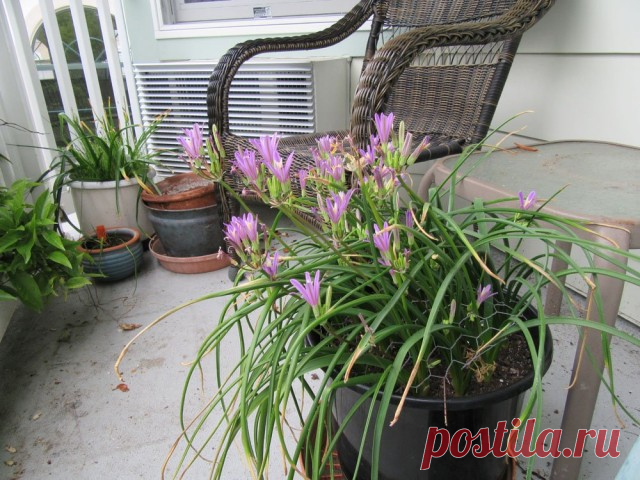 Комнатная бродиэя — роскошные синие акценты в интерьере. Виды. Уход в домашних условиях — Ботаничка.ru