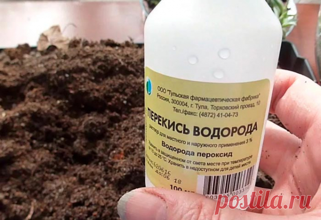 Польза подкормки огурцов перекисью водорода