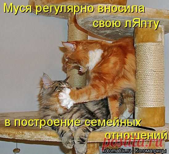 Котоматрица: Круть