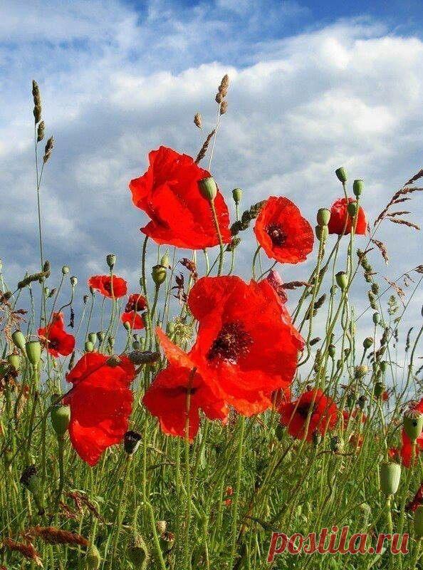 Пин на доске яМАКИ